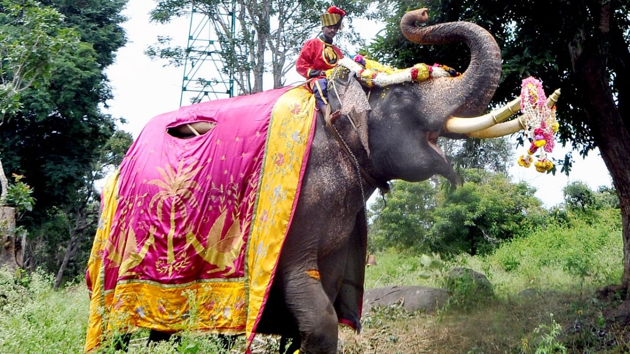 Dasara elephant Arjuna, during Gajapayana, at Veeranahosahalli, Hunsur taluk, Mysuru. Credit: DH File Photo