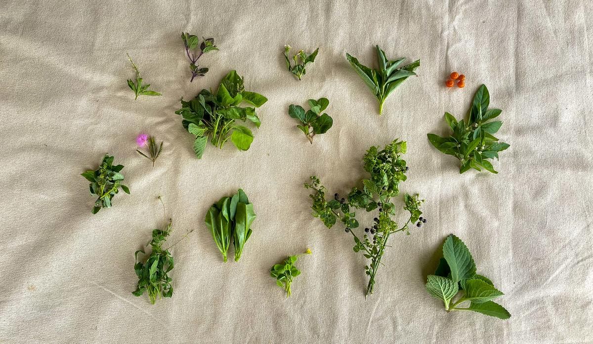 A DH reporter hauled 14 edible weeds and one medicinal plant on her debut solo attempt at foraging. Credit: DH Photo/Pushkar V
