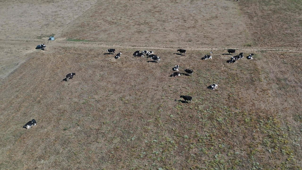 This aerial picture taken on August 6, 2022, shows cows in a dry field in Tinteniac, western France. Credit: AFP Photo