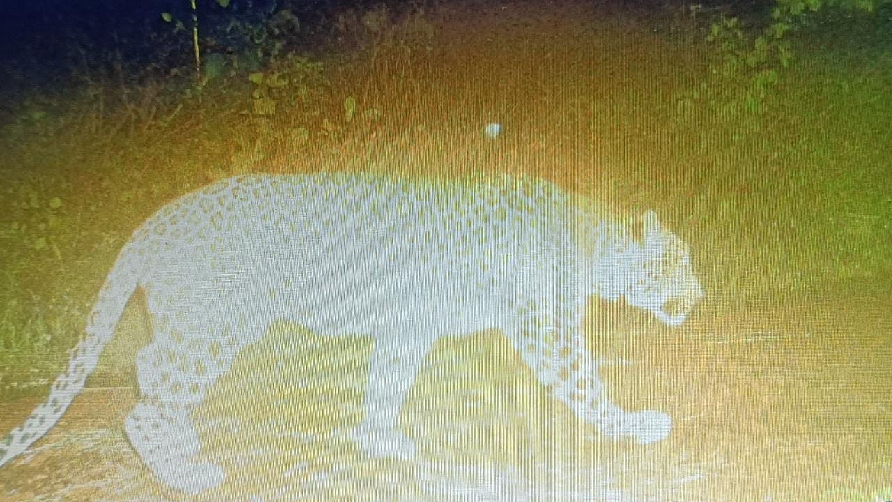 Leopard reportedly caught in camera trap of Forest Department at Golf Course in Belagavi. Credit: Special Arrangement