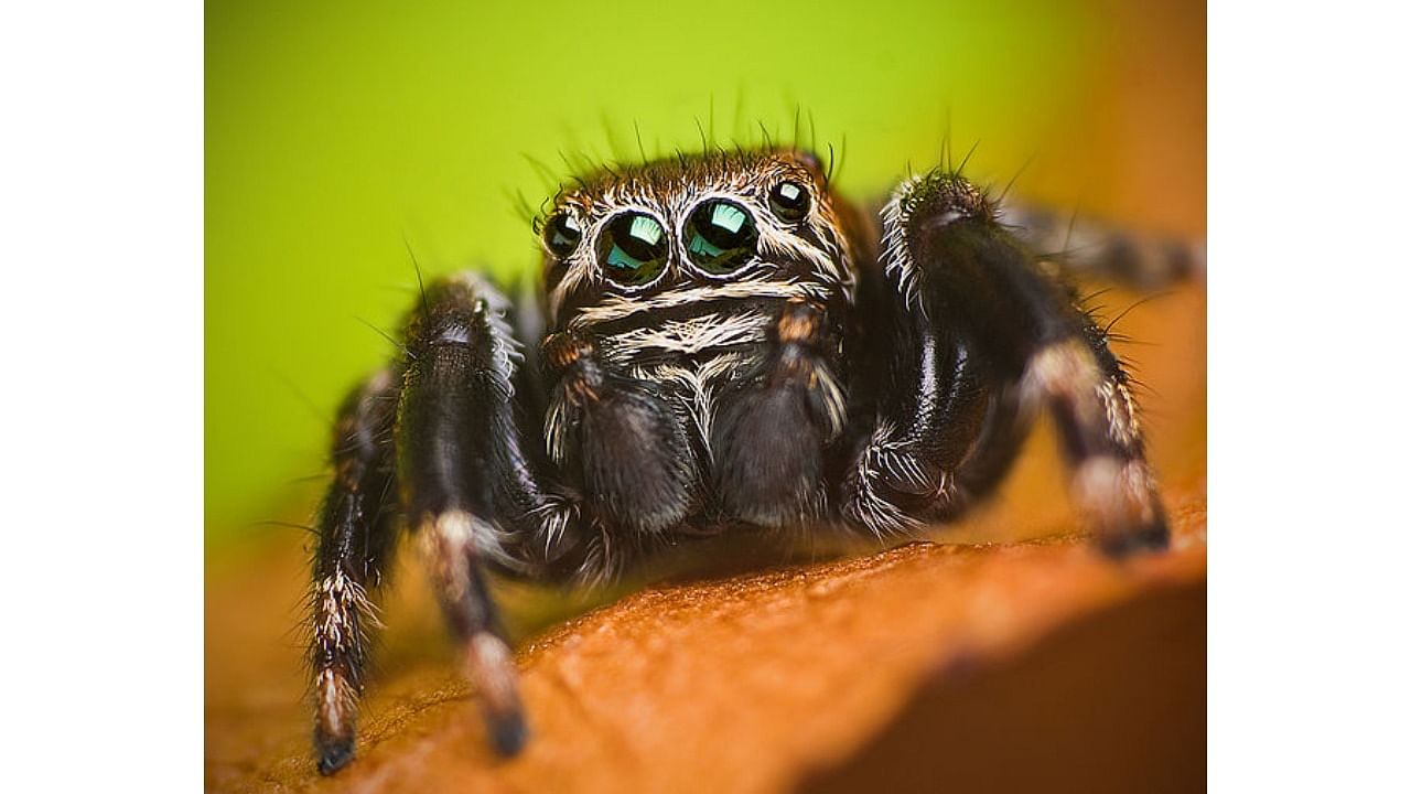 The jumping spiders offered a unique opportunity to expand the realm of dreaming animals, in part because of particular aspects of their ocular anatomy. Credit: Wikimedia Commons Photo