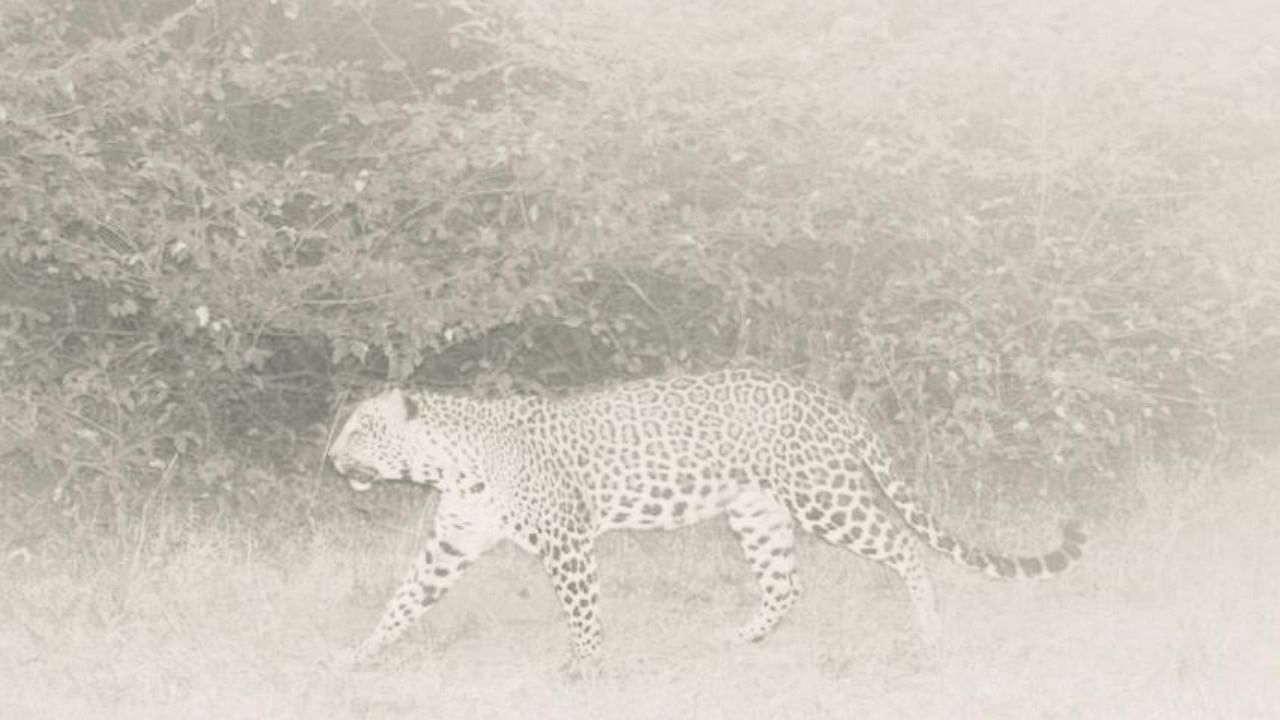 Leopard captured in the camera trap of Forest Department installed at golf course in Belagavi. Credit: Special arrangement