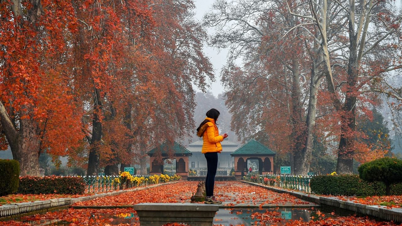 A woman takes pictures of the Chinar leaves at the Mughal Garden, during autumn in Srinagar. Credit: PTI file photo