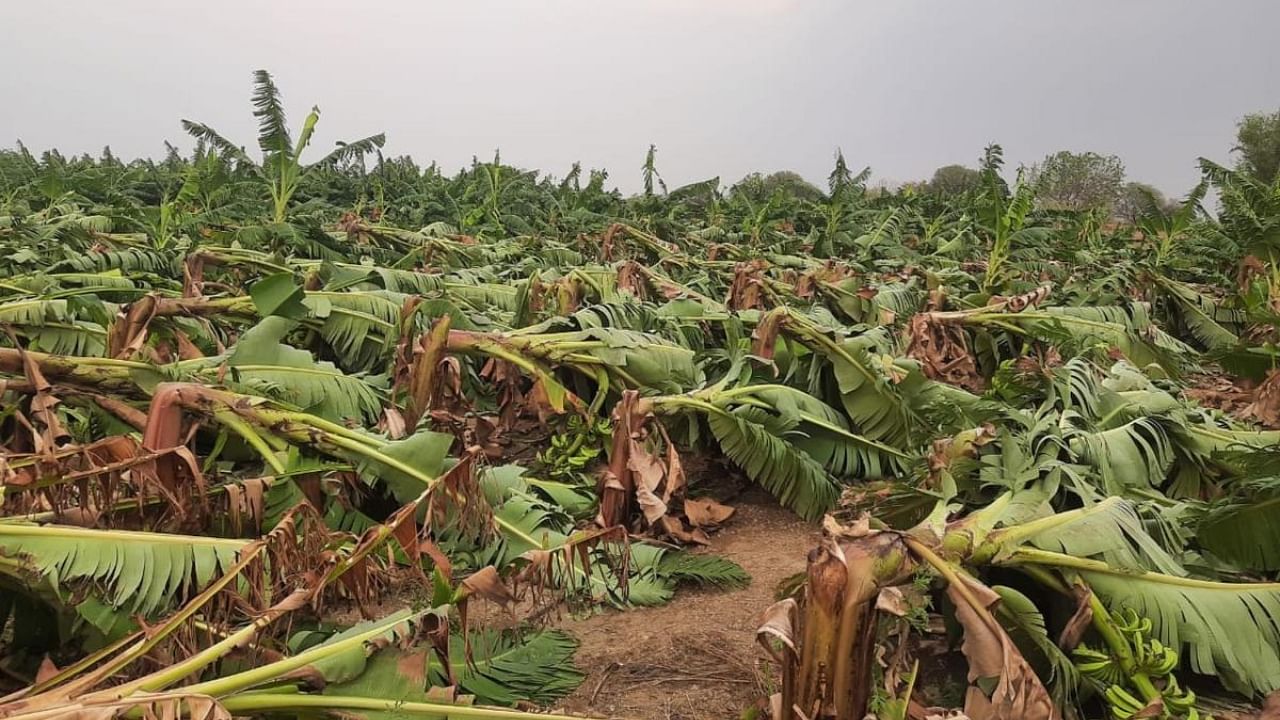 Recent rains have ravaged standing crops in several parts of North Karnataka. Credit: DH Photo