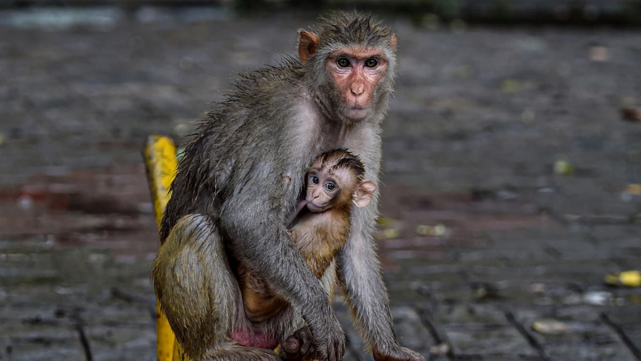 Brazilian news website G1 reported on Sunday that 10 monkeys had been poisoned in less than a week in the city of Sao Jose do Rio Preto, in Sao Paulo state. Credit: PTI Photo