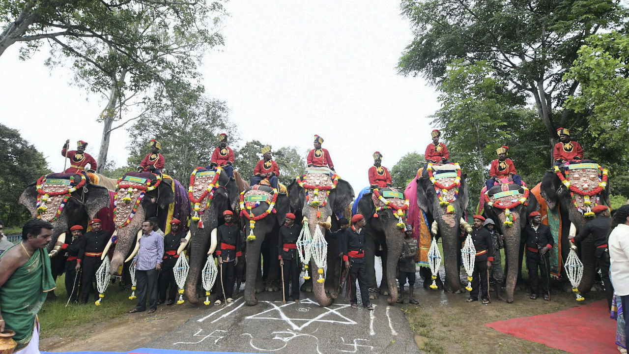 Elephants participating in the Dasara celebrations being accorded atraditional welcome, near Veeranahosahalli village in Mysuru district, Sunday, Aug. 7, 2022. Credit: PTI Photo