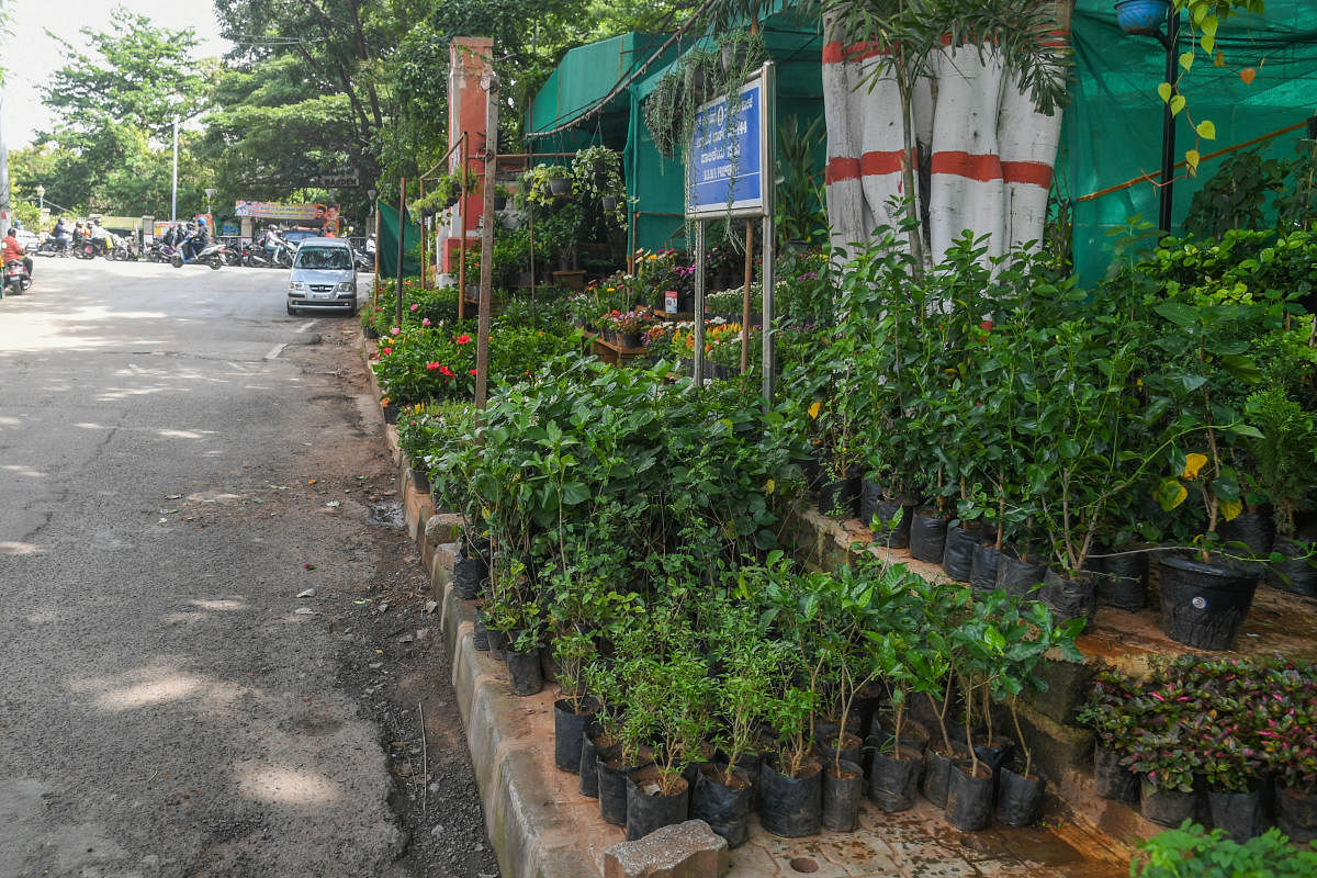 Nurseries opposite the East gate of Lalbagh in Siddapura. DH Photo by SK Dinesh