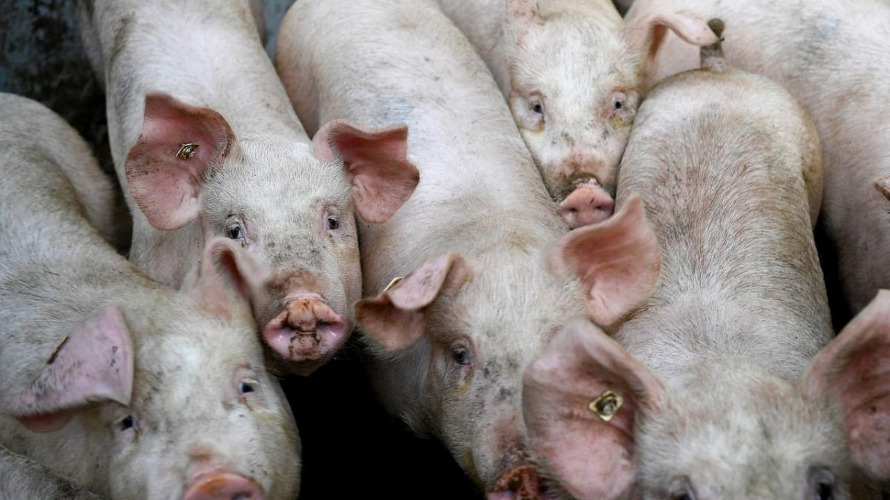 As many as 702 pigs in Wayanad and 247 in Kannur had been culled in the last two weeks. Credit: AFP Photo