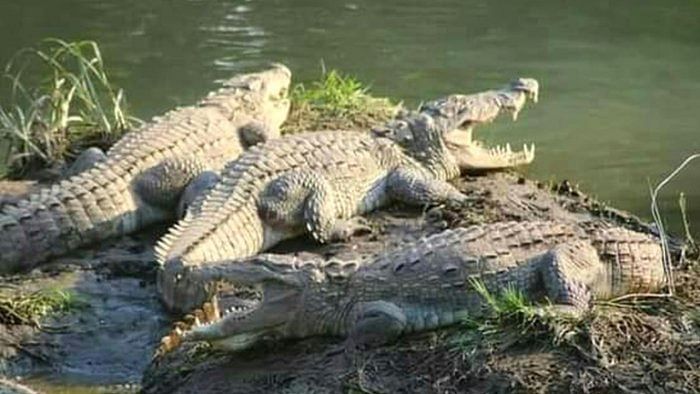 Crocodiles found near the park in Dandeli. Credit: DH File Photo