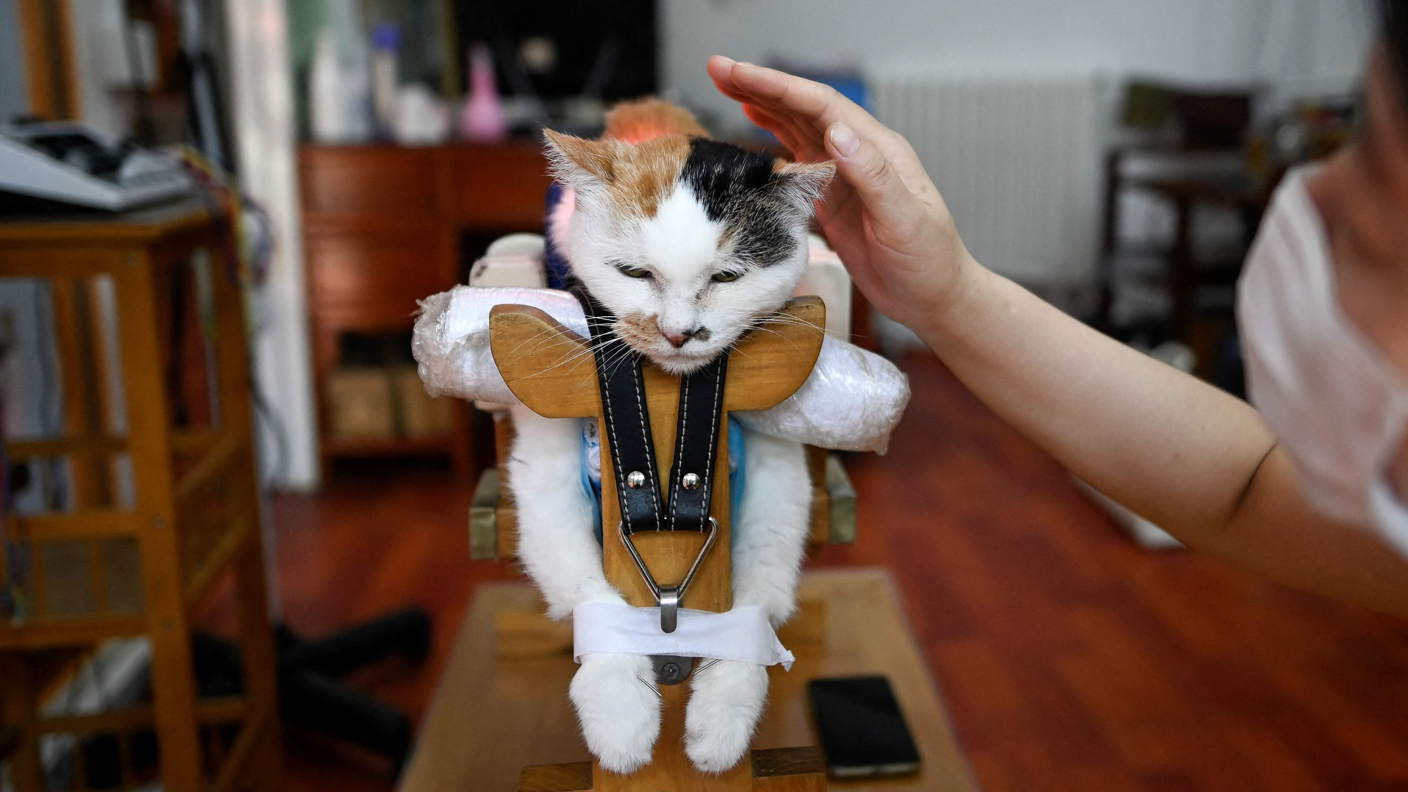 A cat receiving infrared therapy at an animal clinic in Beijing. - A growing number of animals are being signed up for traditional medicine in China -- care their masters say is less invasive and comes with fewer side effects than conventional treatments. Credit: AFP Photo