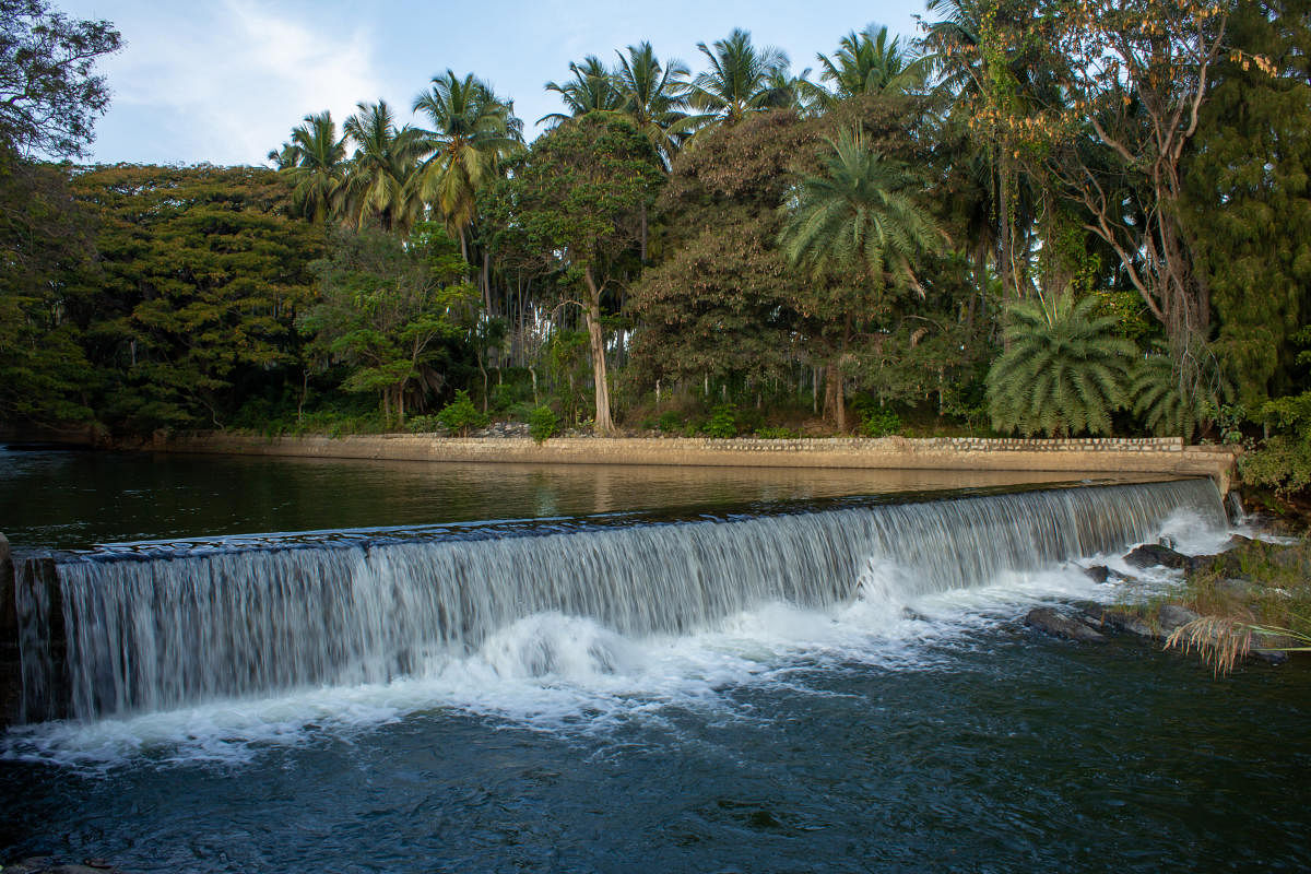 Beautiful view of water flowing into Kaveri river through a canal from Krishna Raja Sagara dam, Mysore, Karnataka, India. Credit: DH Photo