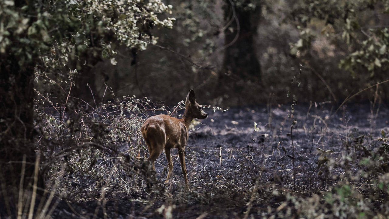 A doe walks in a burnt forest following a fire in South Gironde, near Belin-Beliet, south-western France on August 13, 2022. Credit: AFP Photo