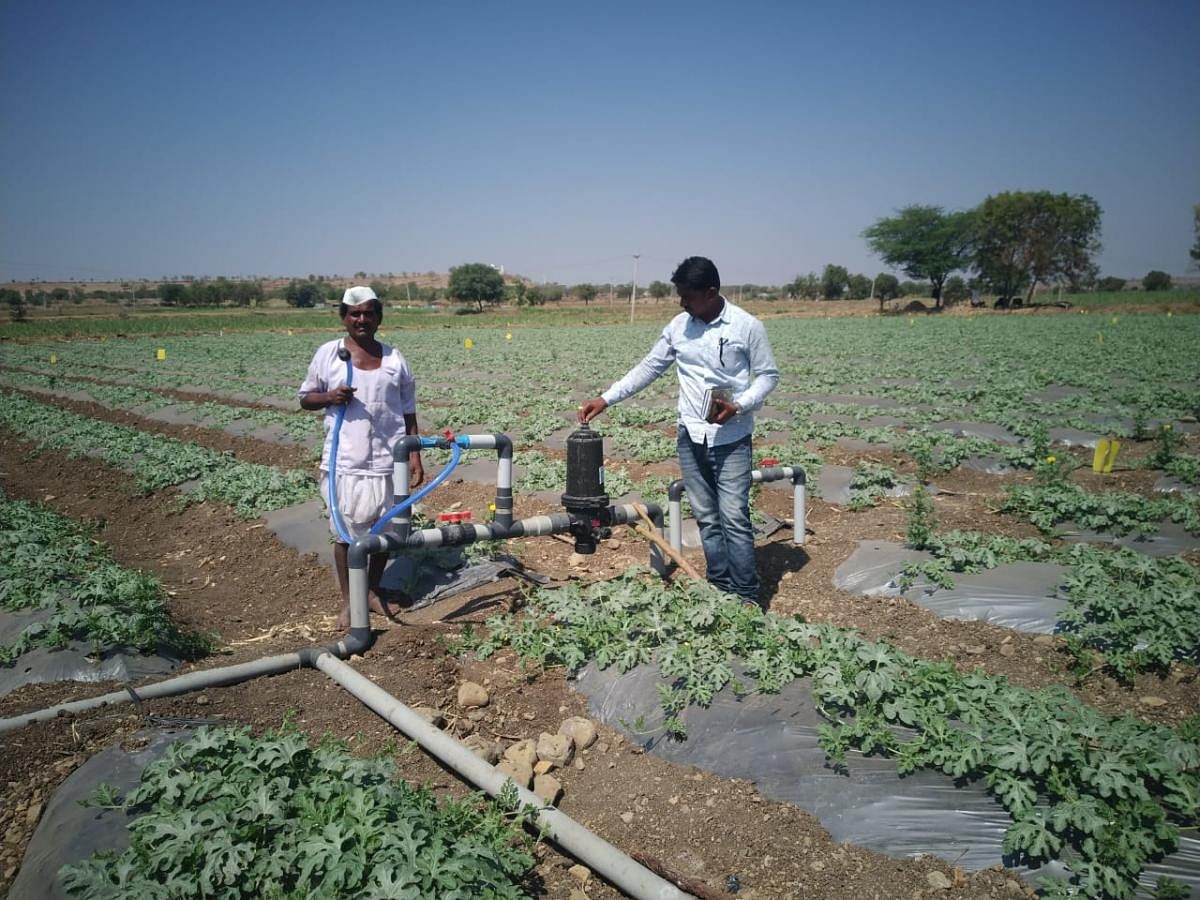 Drip irrigation. Credit: Special arrangement