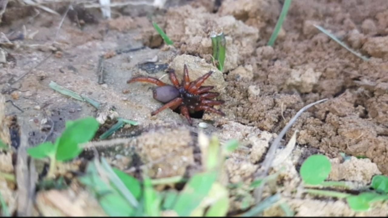 Heligmomerus jagadishchandra entering earth ahead of creating a burrow. Credit: DH Photo