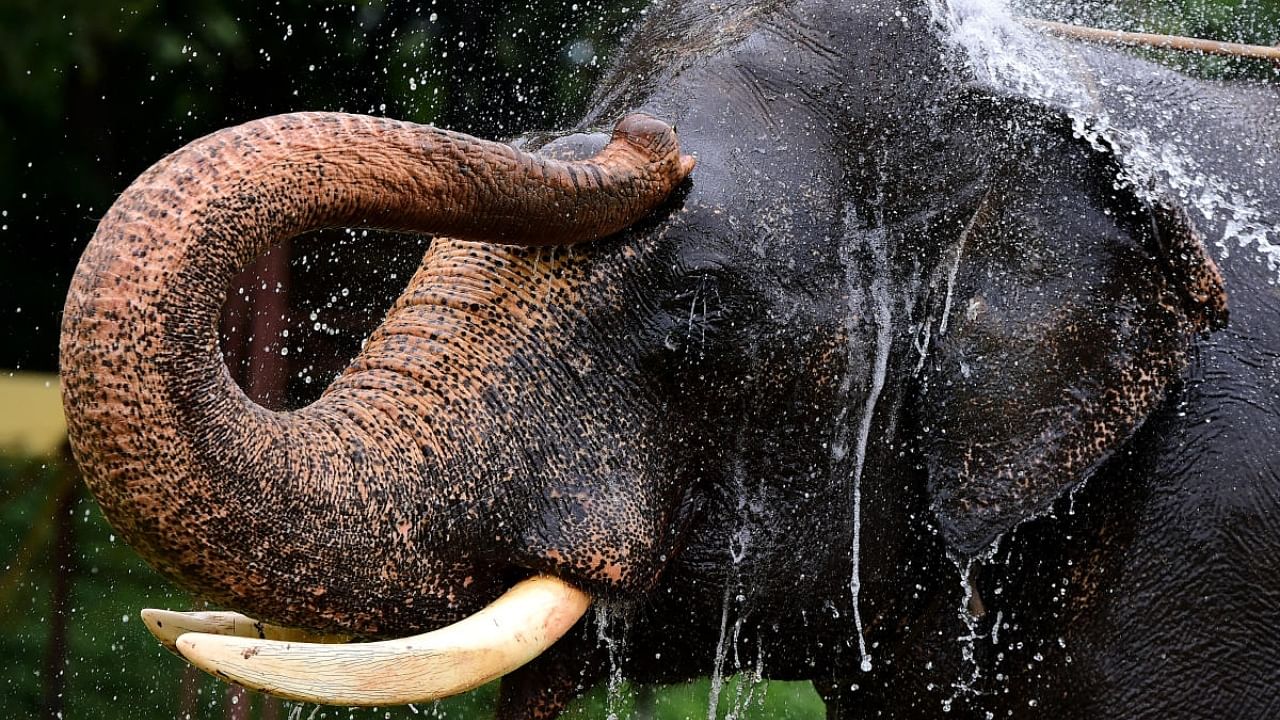 Dasara elephant Abhimanyu. Credit: DH File Photo