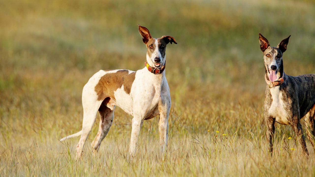 Mudhol Hound, an indigenous breed of dog from Karnataka. Credit: iStock Photo