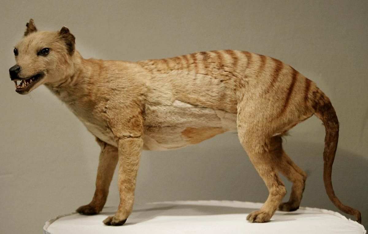 In this file photo taken on May 28, 2002 a Tasmanian tiger (Thylacine), which was declared extinct in 1936, is displayed at the Australian Museum in Sydney. Credit: AFP Photo