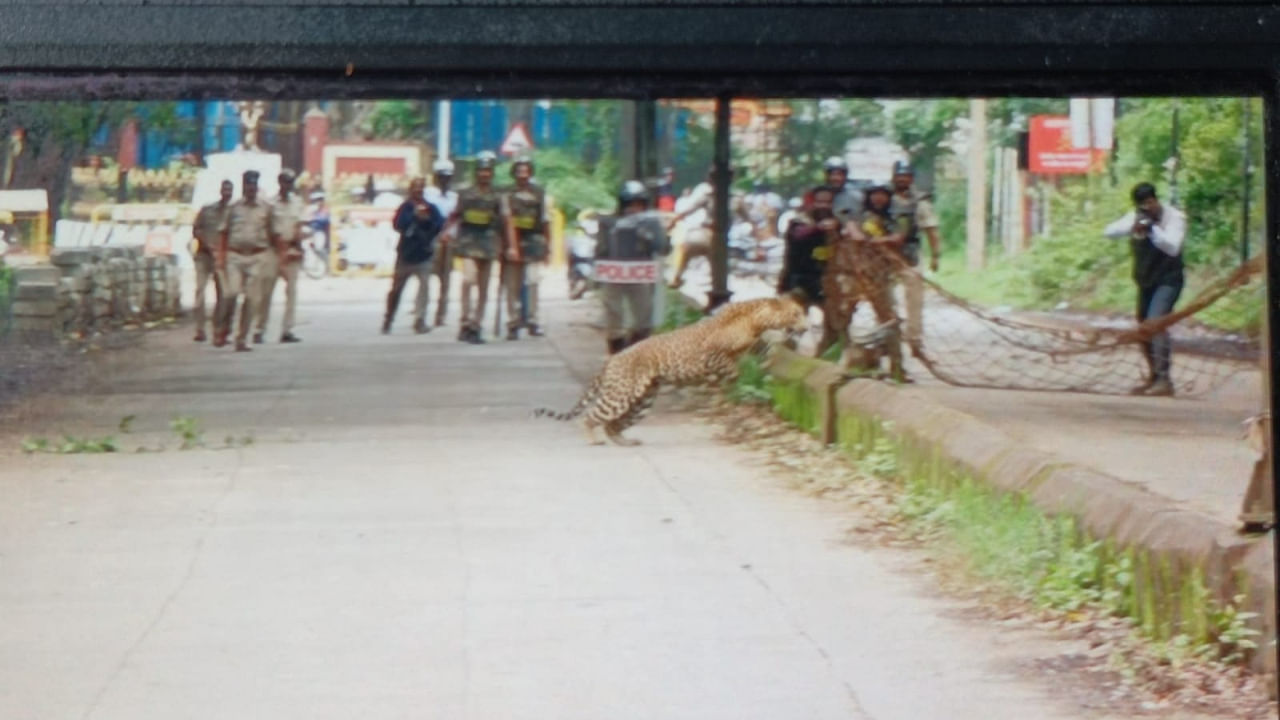 A leopard crossing over Club Road and entering the Golf Course in Belagavi on Monday, August 22, 2022. Credit: DH Photo