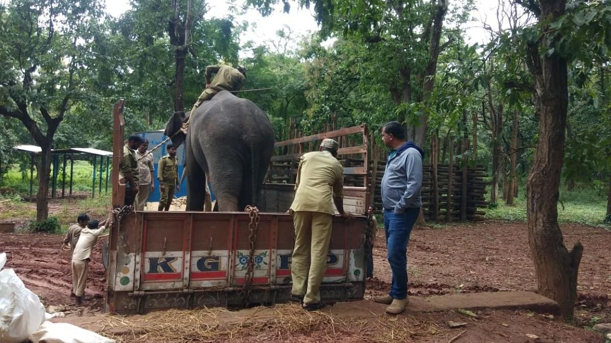 Elephants being carried in truck from Sakrebail in Shivamogga on Tuesday for tracing the elusive leopard that has made Golf Course in Belagavi its home. Credit: Special arrangement
