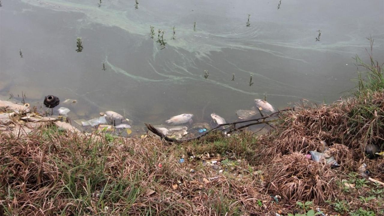 Dead fish in the Kothanur Lake in southern Bengaluru. Credit: Special arrangement