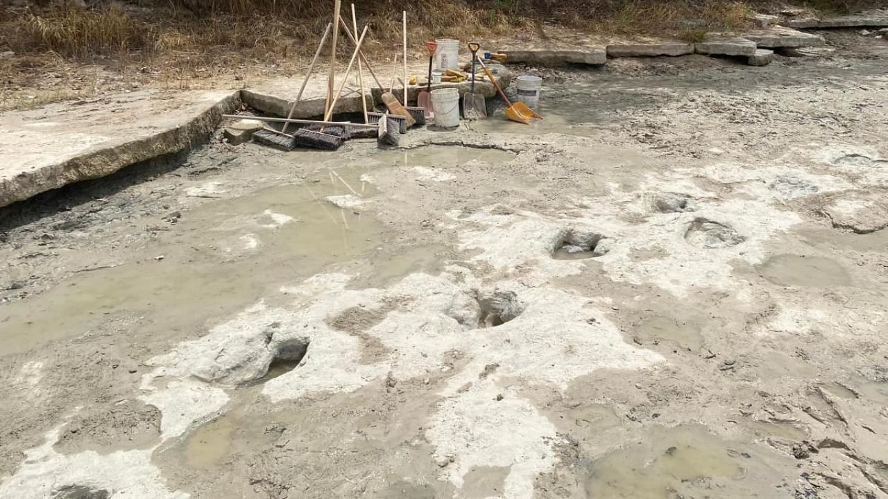 Dinosaur tracks from around 113 million years ago, discovered in the Texas State Park after a severe drought conditions that dried up a river. Credit: AFP Photo/Dinosaur Valley State Park