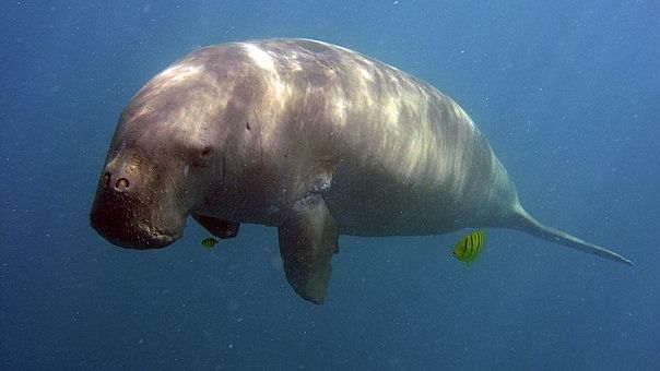 The dugong, whose diet is highly dependent on sea grass, has been classified as a Grade 1 National Key Protected Animal since 1988 by China's Sate Council. Credit: Wikimedia Commons