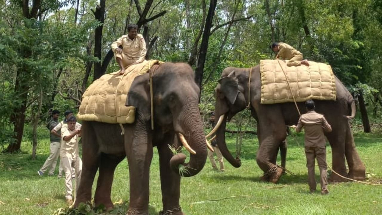 Elephants being readied for leopard tracing drive at Golf Course in Belagavi on Wednesday. Credit: DH photo by Ekanath Agasimani