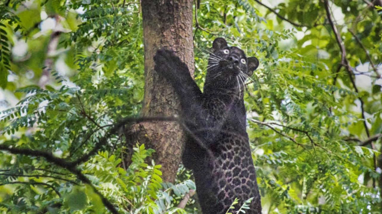 The rare black panther spotted in Madhya Pradesh's Pench Tiger Reserve after two years, in Seoni district. Credit: PTI Photo
