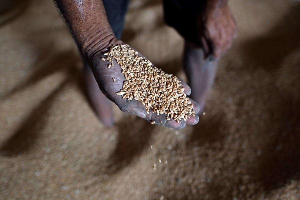 In order to ensure food security in the country, the government put a prohibition on the export of wheat in May. Credit: AFP File Photo