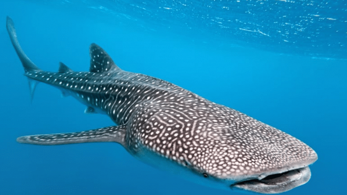 A whale shark. Credit: Special Arrangement