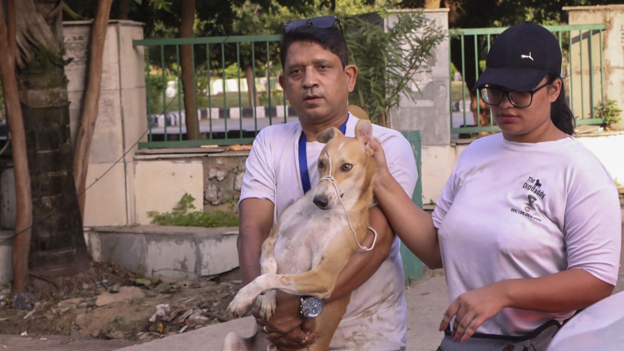 Volunteers help vacate stray dogs from the area around Supertech twin towers ahead of the demolition. Credit: PTI Photo