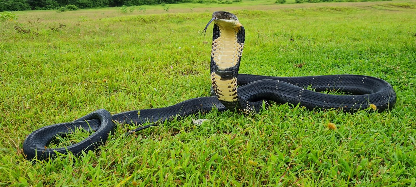 King Cobra. Credit: DH File Photo