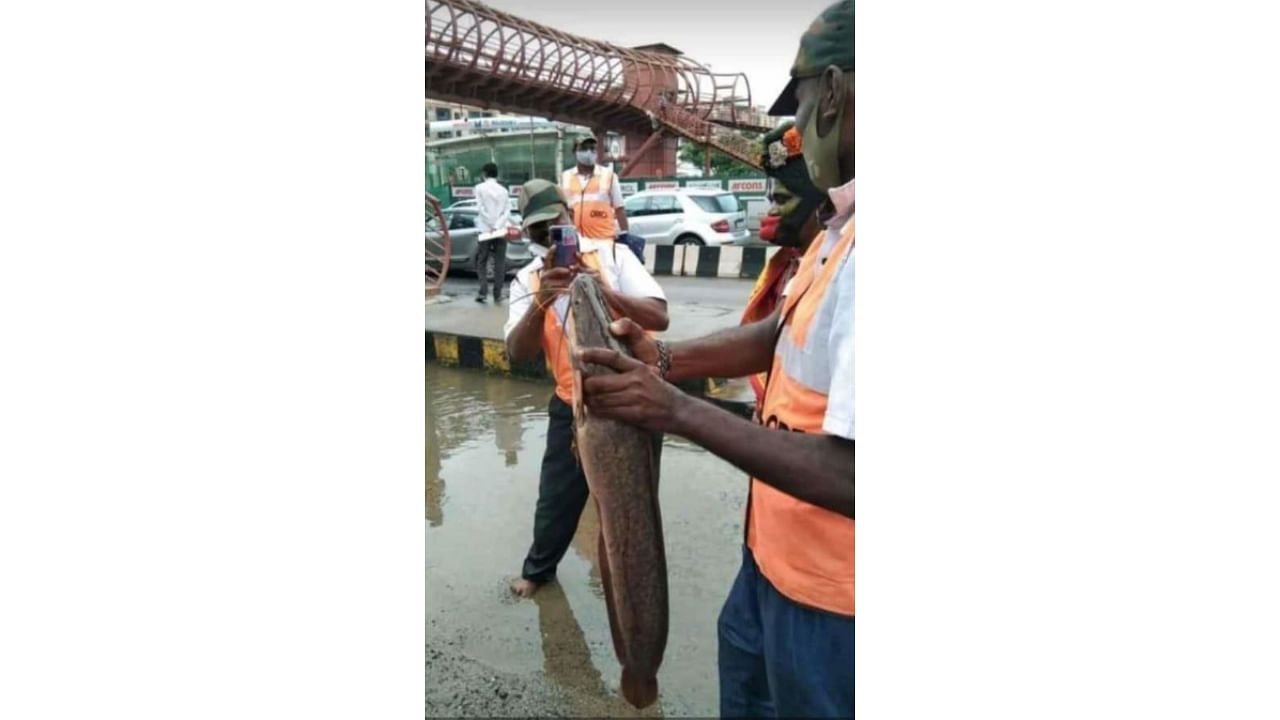 Fish found on Bengaluru roads. Credit: Twitter/@sleepyhead148