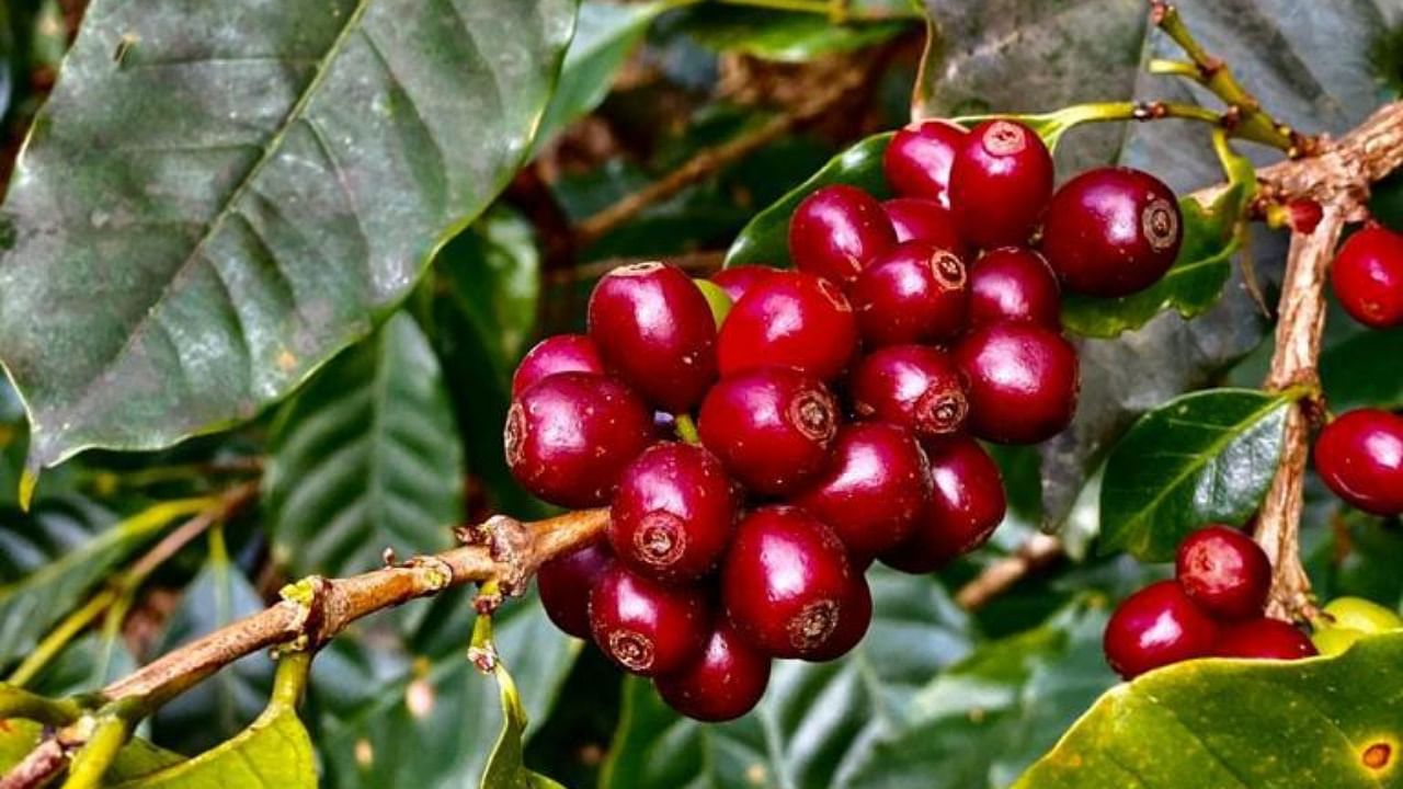 Nagaland coffee has "citrus and fruity" flavours. Credit: DH Photo