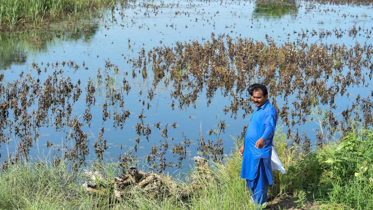 A farmer stands beside his cotton crops damaged by flood waters at Sammu Khan Bhanbro village in Sukkur, Sindh province. Credit: AFP Photo