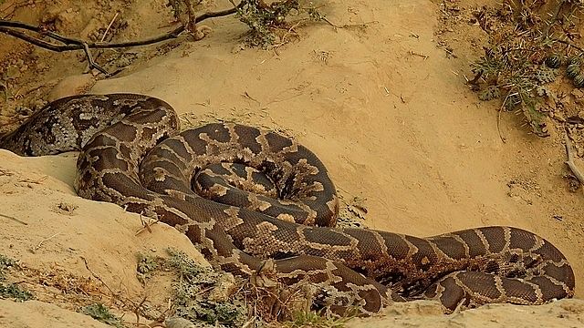 The Indian rock python. Credit: Wikimedia commons