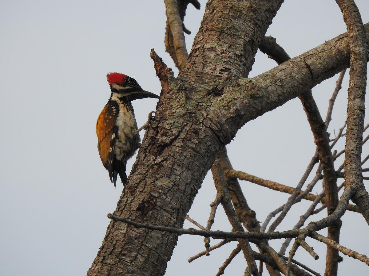 A black-rumped flameback woodpecker pecks away at the Banni mara (pic by author)