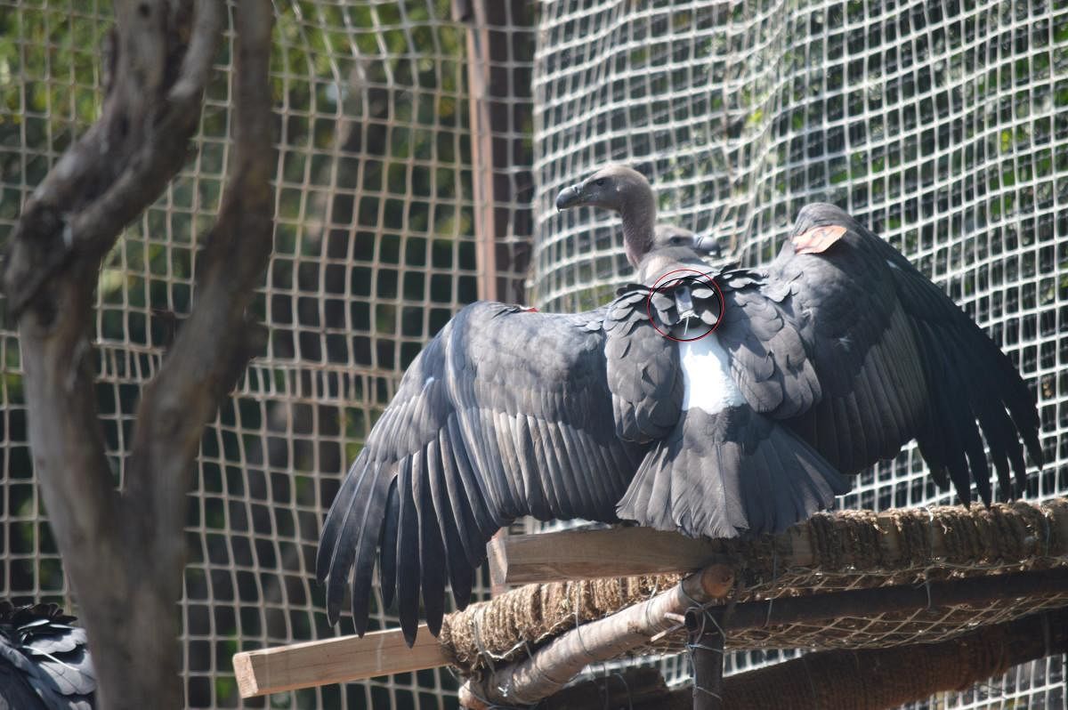 Vulture fitted with a transmitter. Photo courtesy: Vibhu Prakash Mathur