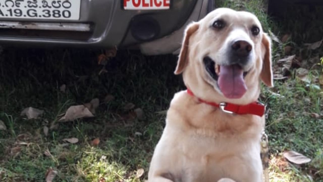 Geetha, sniffer dog attached to city police in Mangaluru. Credit: Special arrangement