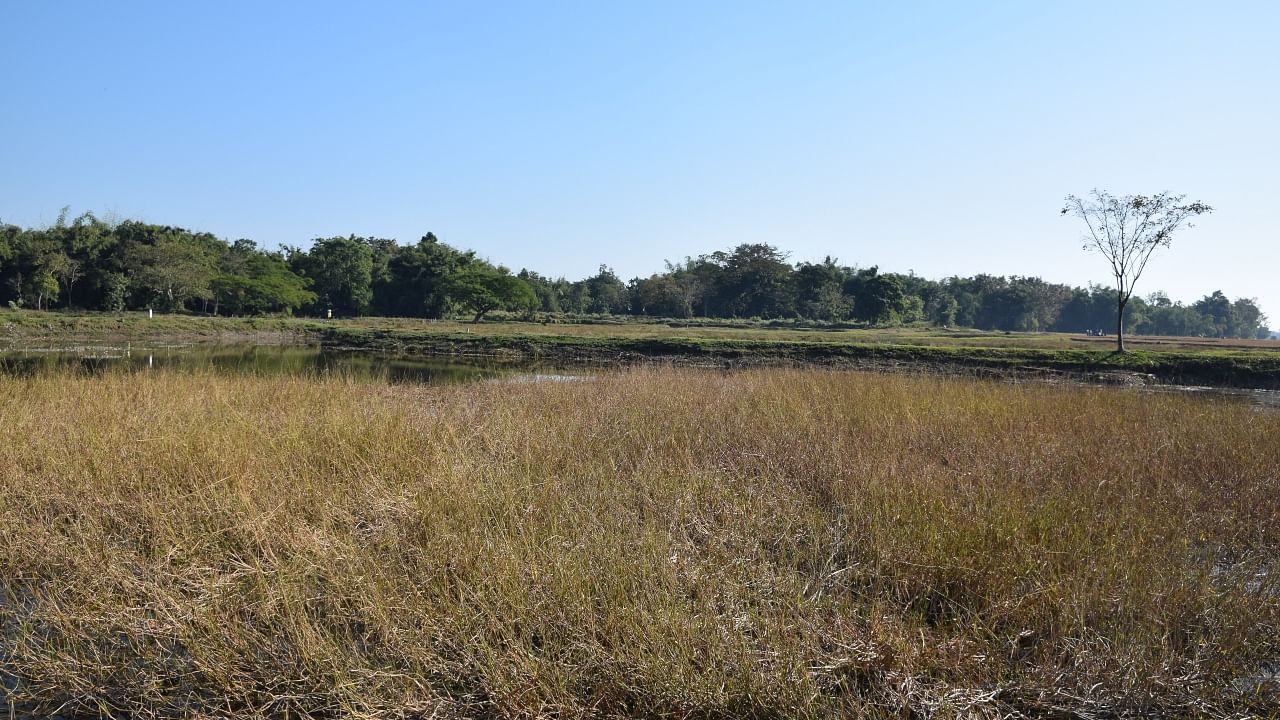 Borjuli Wild Rice Biodiversity Heritage Site. Credit: Assam State Biodiversity Board