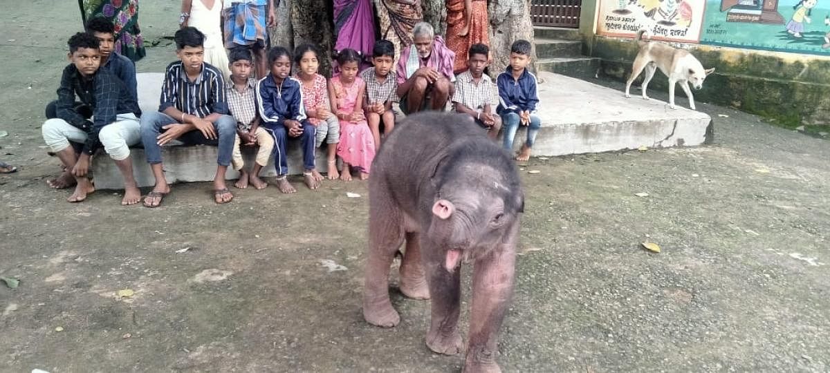 An elephant calf, separated from its mother, is in a playful mood near the Ashrama School at Puranipodu in Yelandur taluk. Credit: DH photo