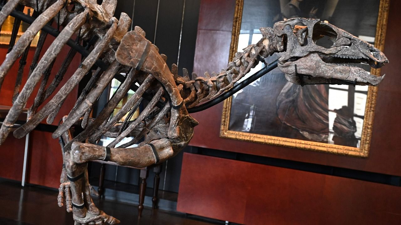 This photograph taken in Paris on September 7, 2022 shows the fossilised skeleton of a Zephyr, a dinosaur of the iguanodon family that lived over 150 million years ago, during a press meeting ahead of the auction to be held on October 20, 2022 at the Paris auction house Drouot. Credit: AFP Photo