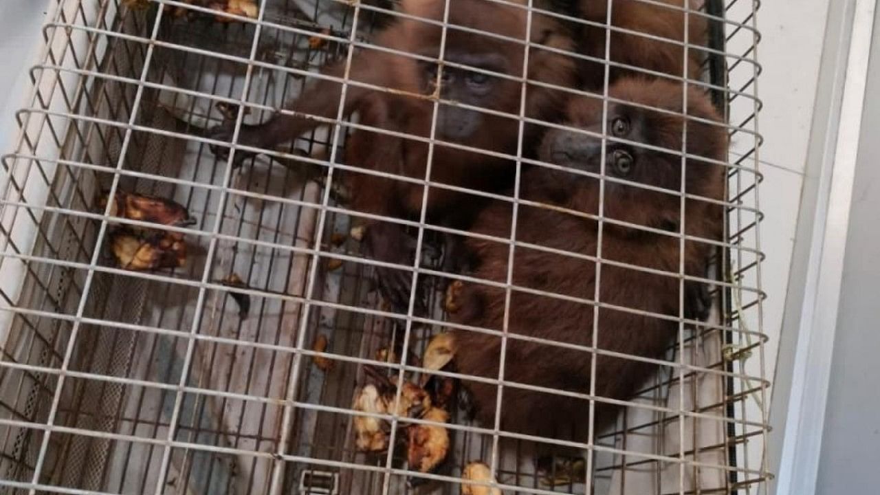 Exotic animals seized in Assam. Credit: IANS Photo