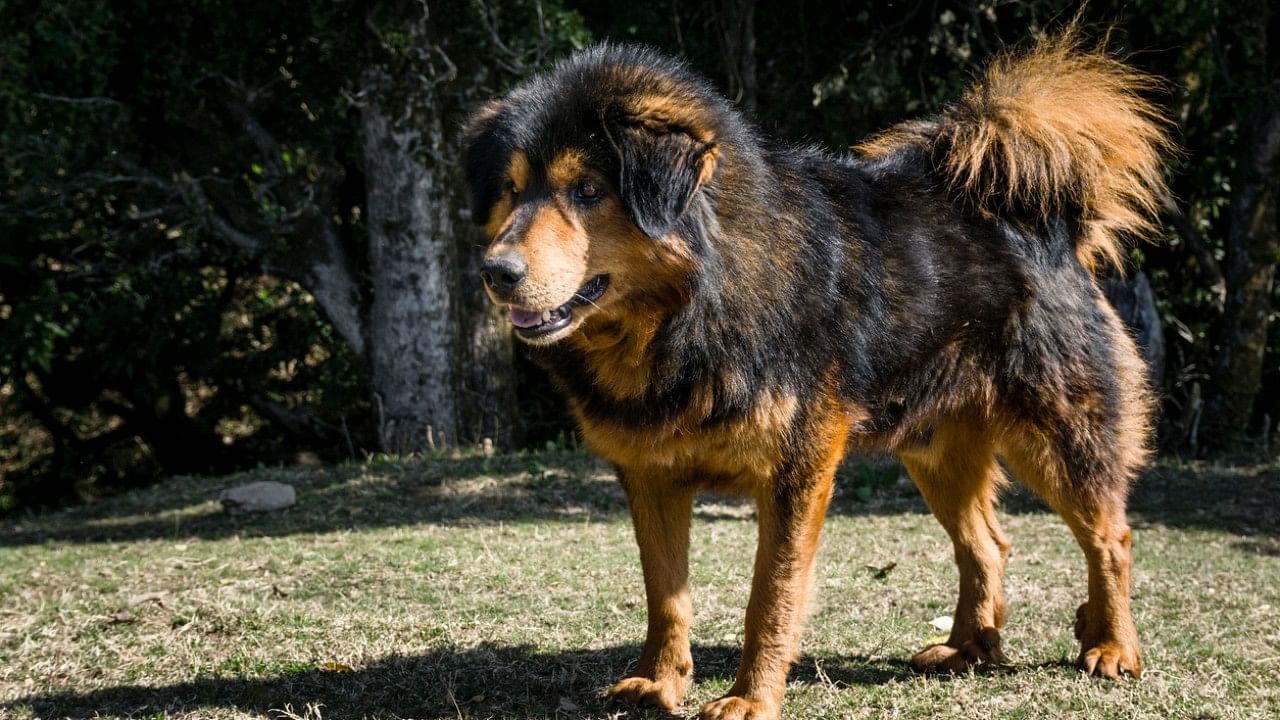 The local canines known as 'Gaddi' dogs. Credit: iStock Photo