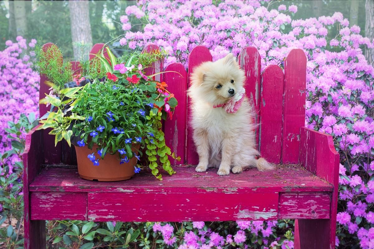 Tea-cup breeds are very popular