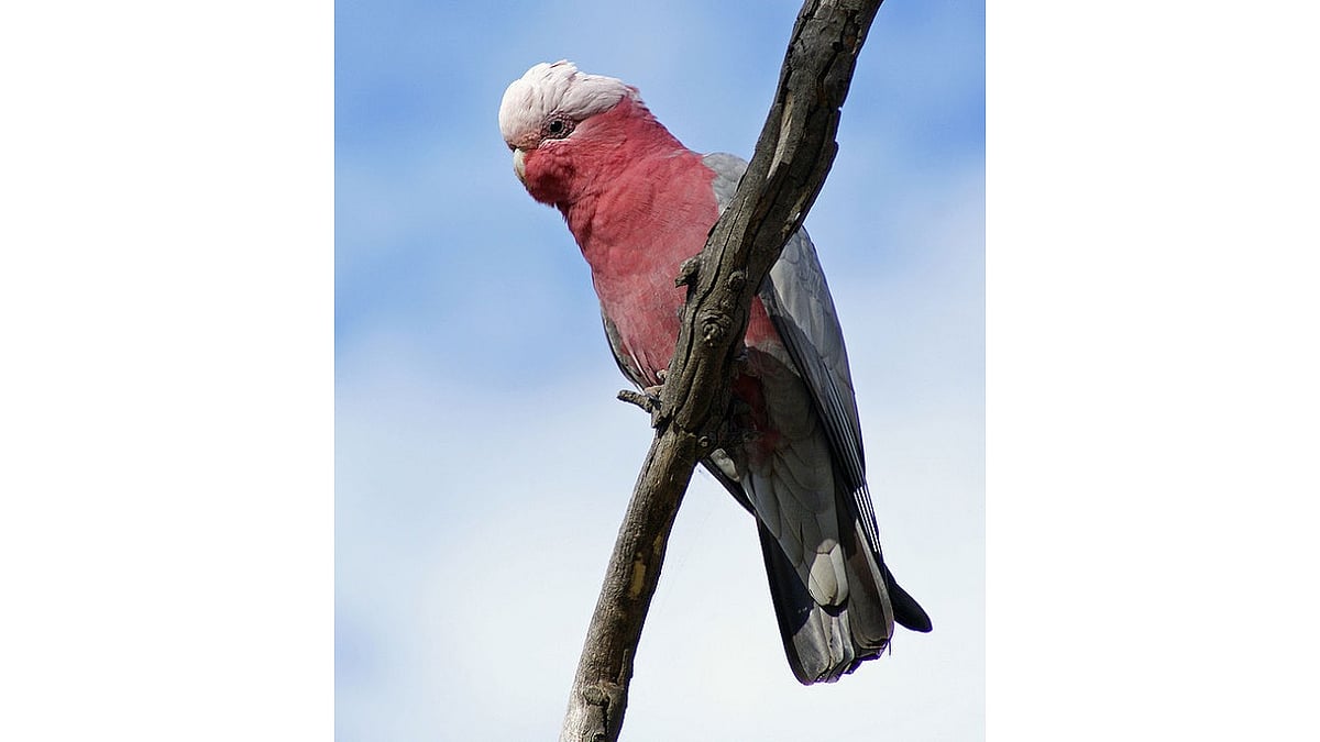 Binopening cockatoos enter 'arms race' with humans