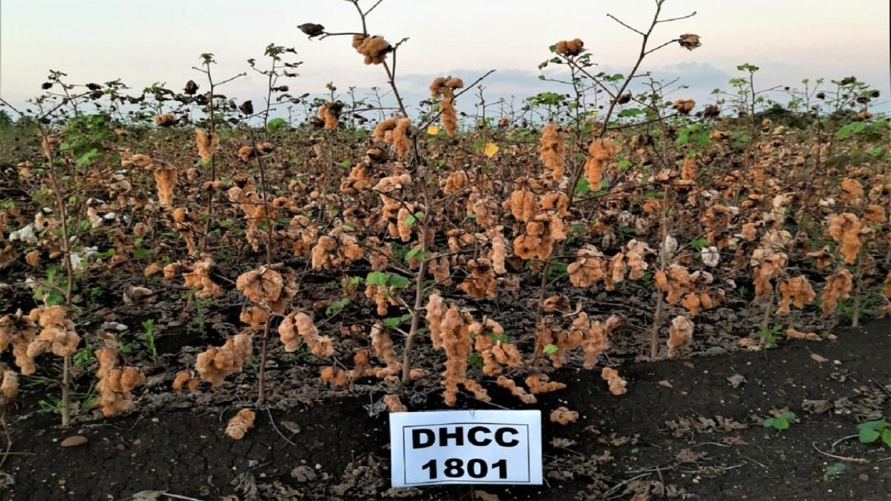 Brown cotton. Credit: UAS, Dharwad
