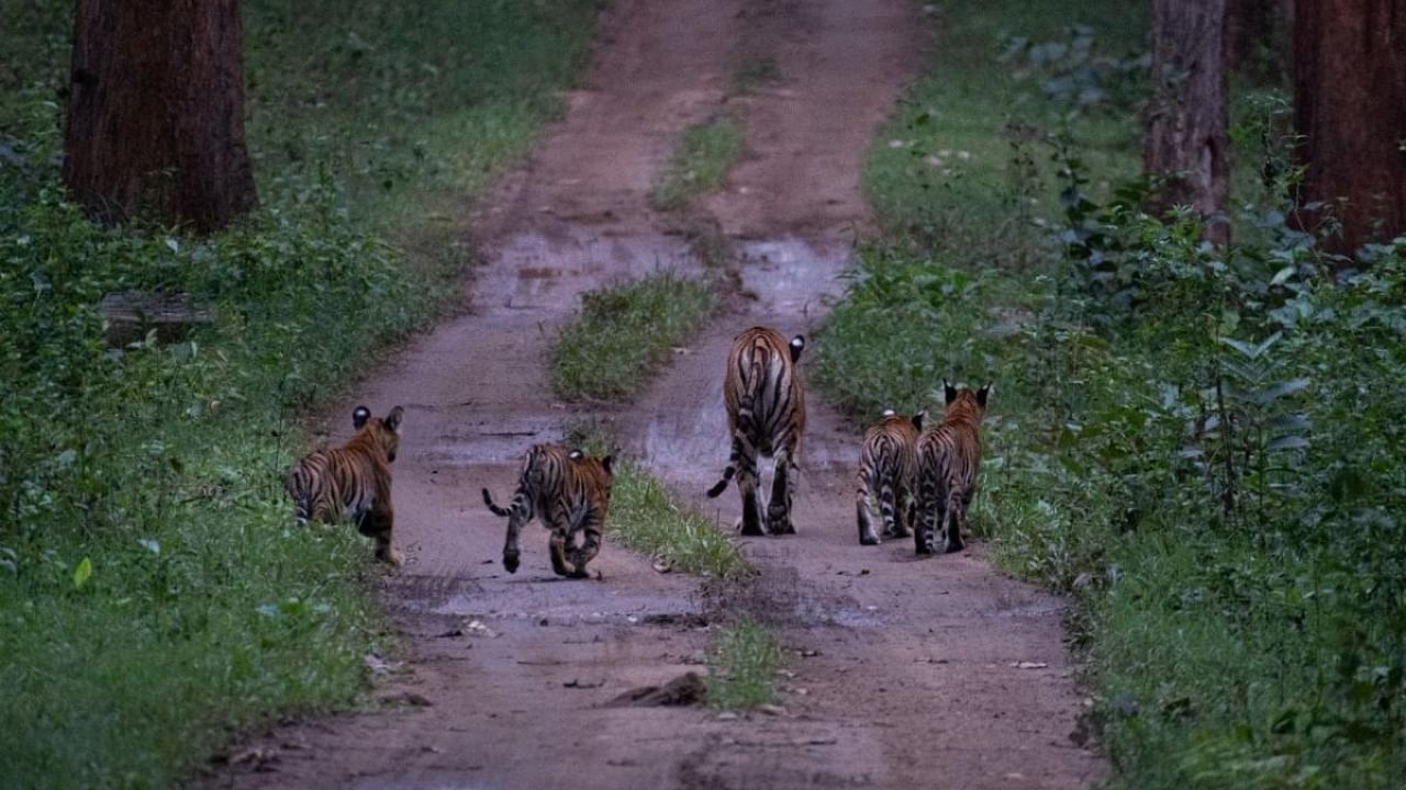 A tigress and its cubs sighted by wildlife enthusiasts recently in the Nagarahole national park limits in H D Kote taluk of Mysuru district. Credit: Special Arrangement