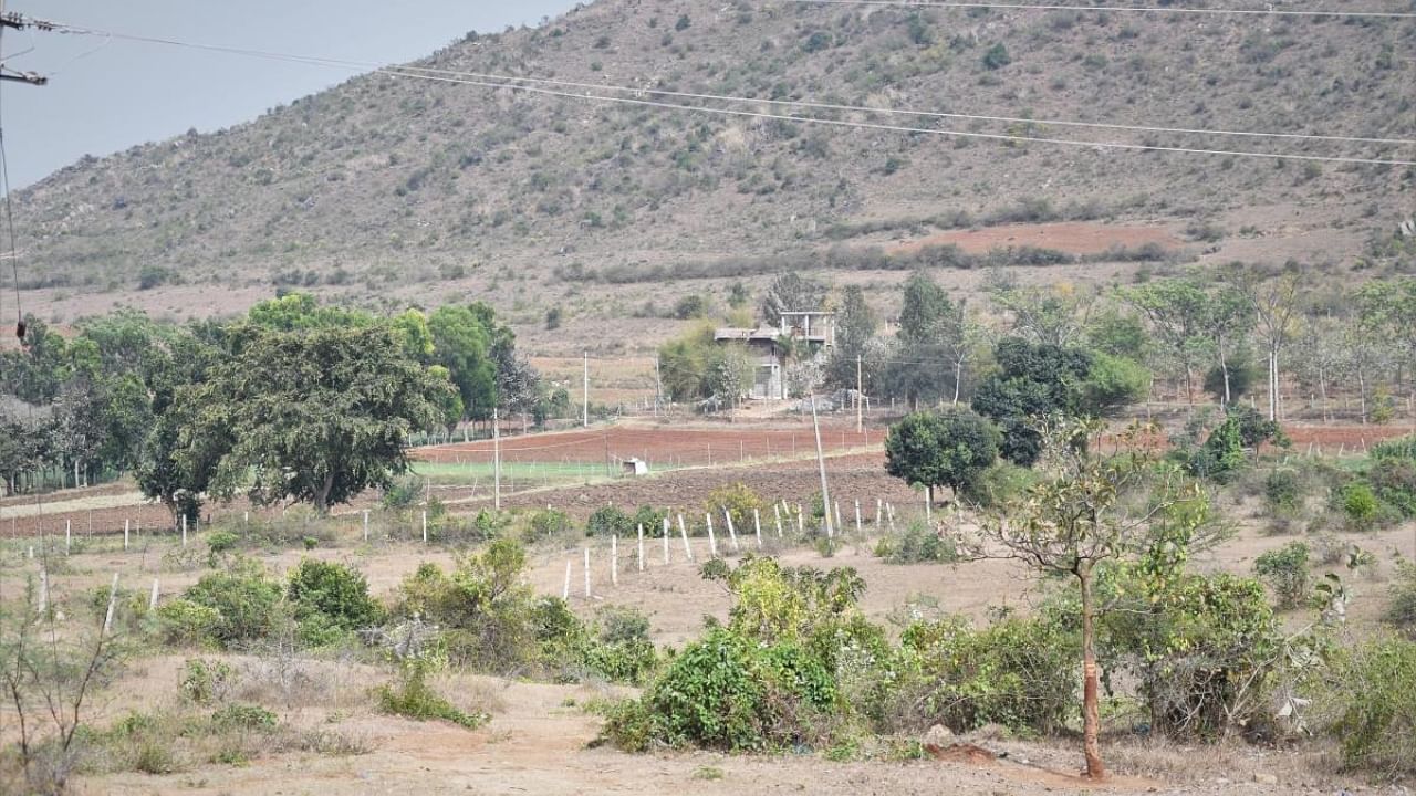 Bandipur forest. Credit: DH File Photo