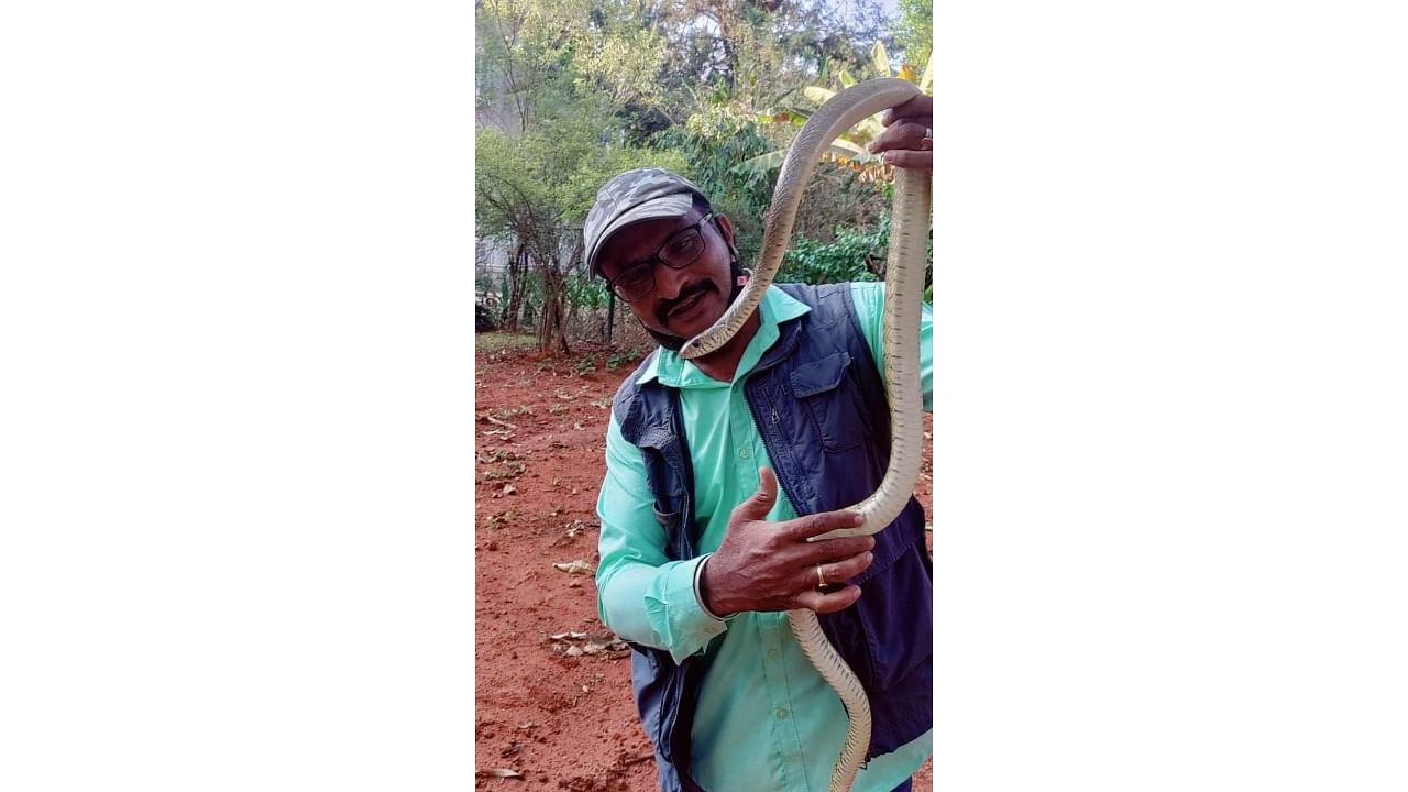 A rat snake was rescued near Halasuru Lake in Bengaluru recently. Credit: Special arrangement